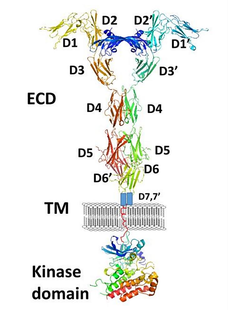 A schematic representation of full-length VEGFR-1 with VEGF-A.