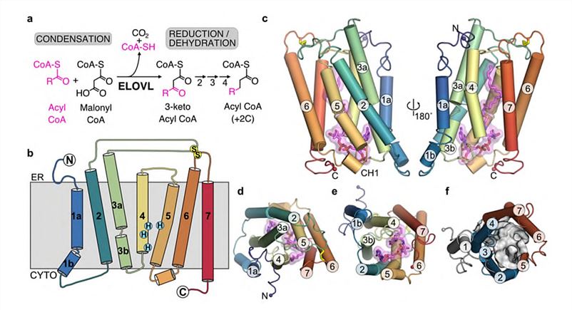 Structure of the TRP channel. a TRPA1; b TRPV1; c TRPM8; d TRPC3; e TRPML1; f TRPN; g TRPP2.