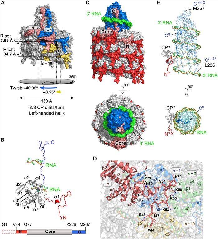 Structural features of PVY coat protein.