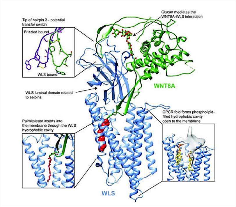 The overall structure of WNT8A and WLS complexes.