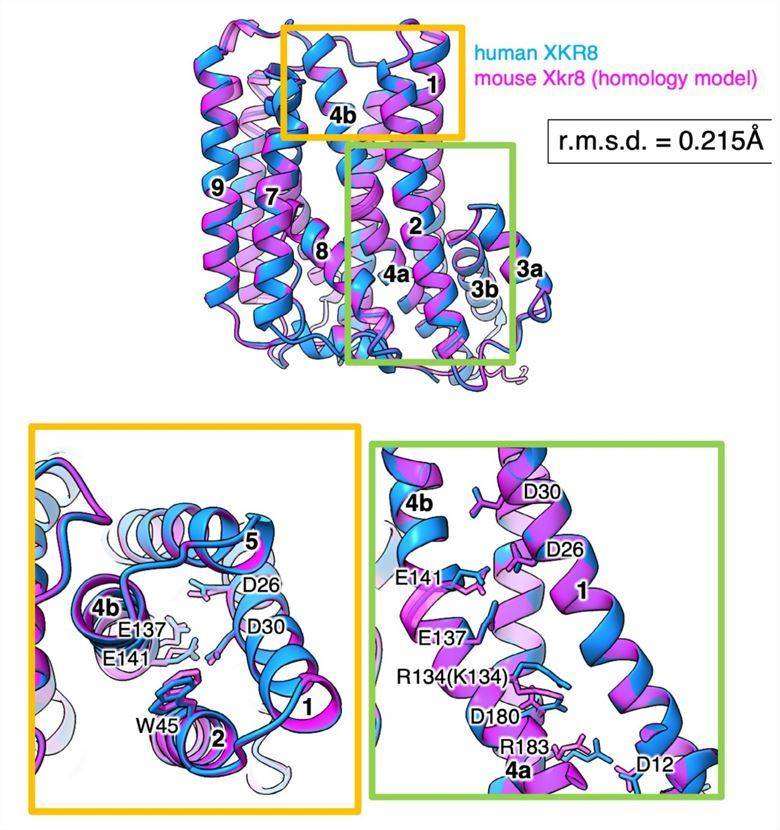 Homology model of the mXkr8 structure.