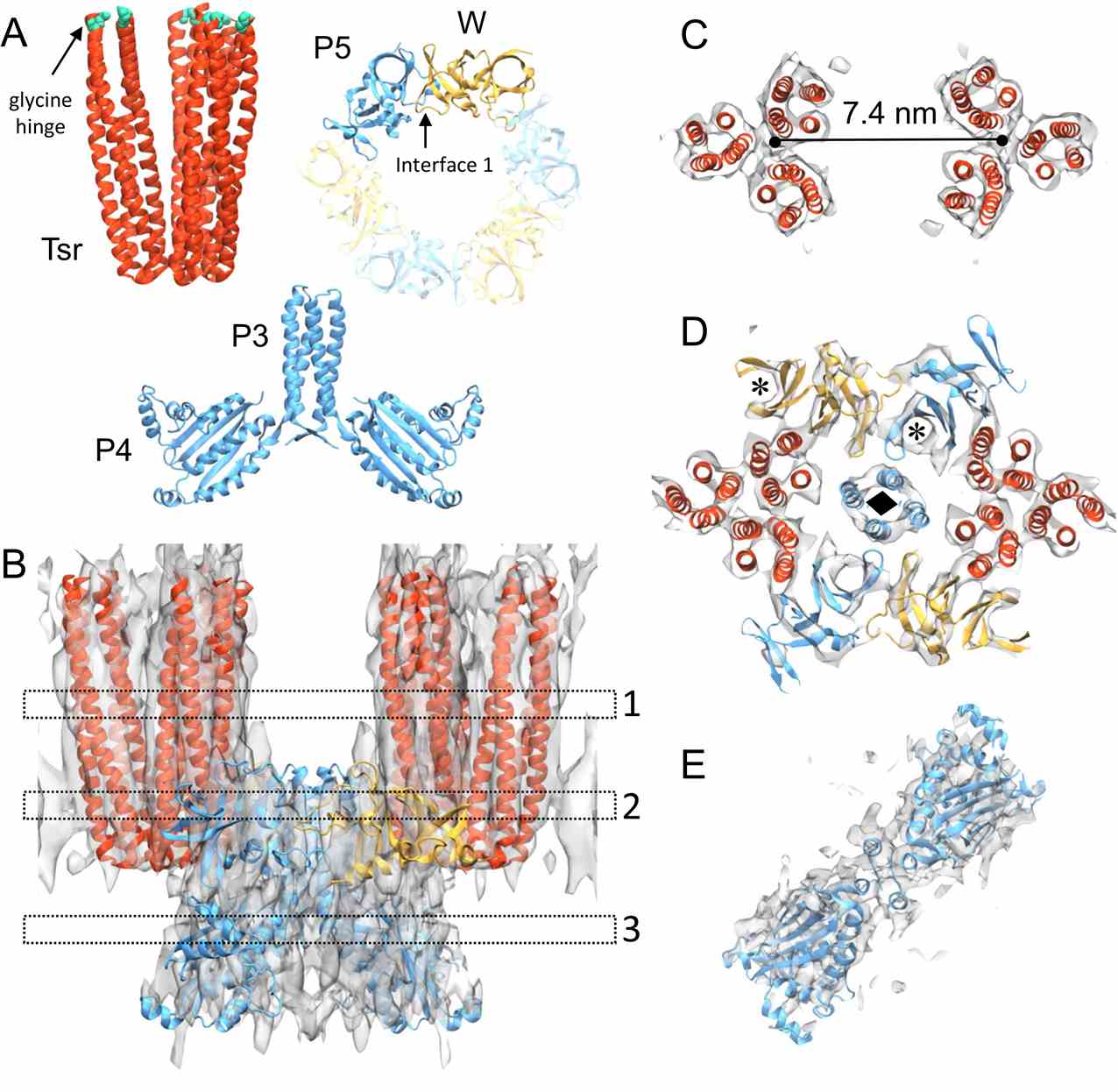 All-atom model of the E. coli CSU.