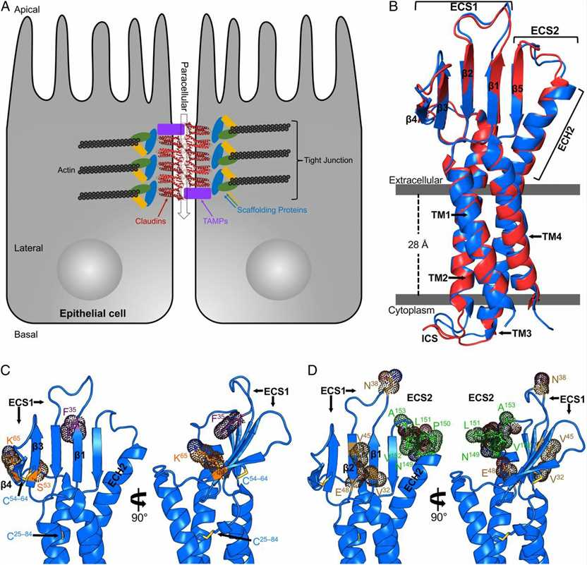 Structures of TJs and hCLDN-9.