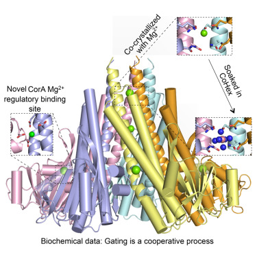Structure and cooperativity of the cytosolic domain of the CorA Mg2 channel from E. coli.