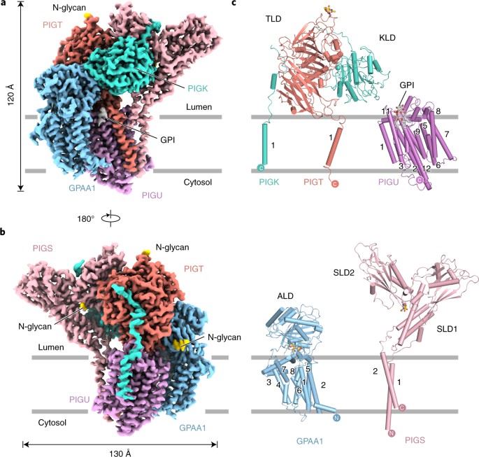 Architecture of human glycosylphosphatidylinositol transamidase complex