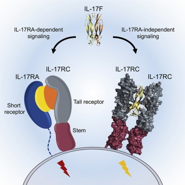 IL-17RC forms a symmetrical complex with IL-17F.