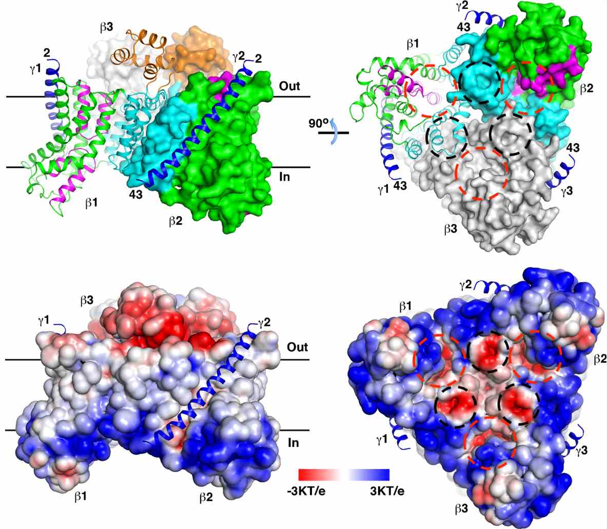 The overall structure of the StOAD βγ sub-complex.