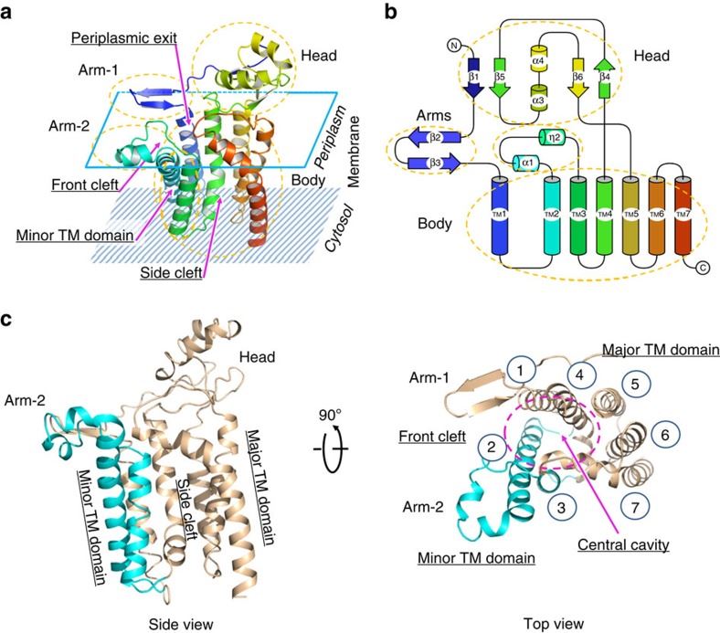 The overall structure of EcLgt