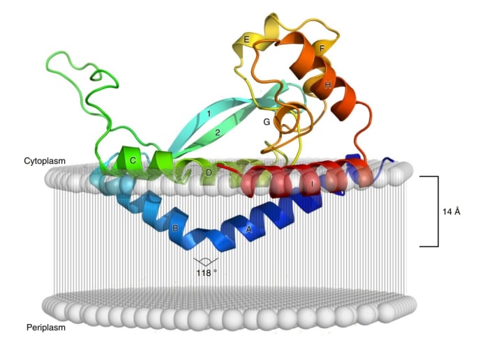 Model of PglC crystal structure sitting on a cell membrane.