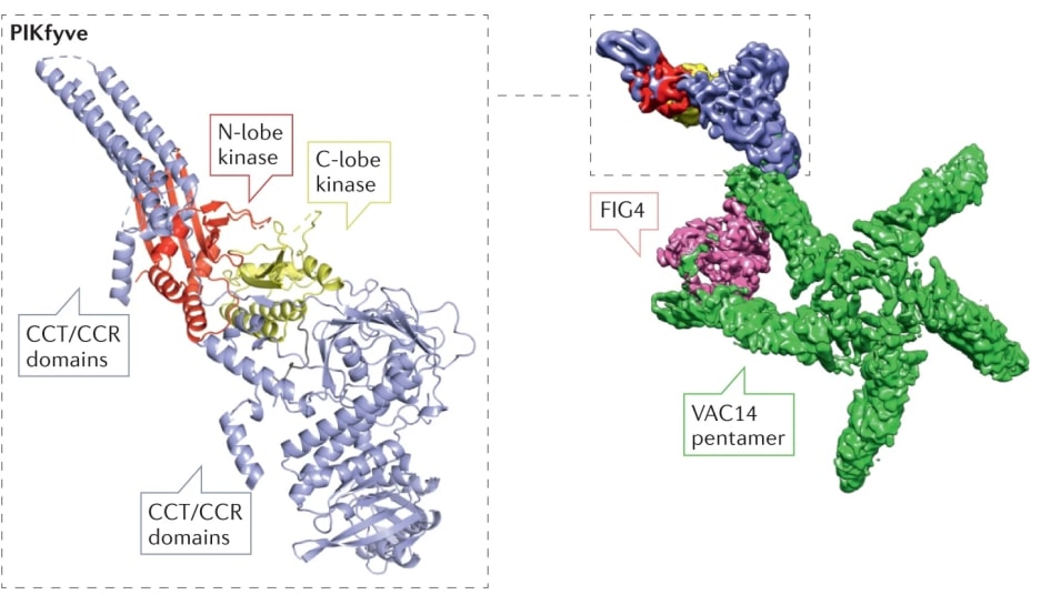 Schematic diagram of the PIKfyve structure.