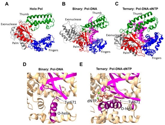 Three-dimensional structure of DNA polymerase I from E. coli