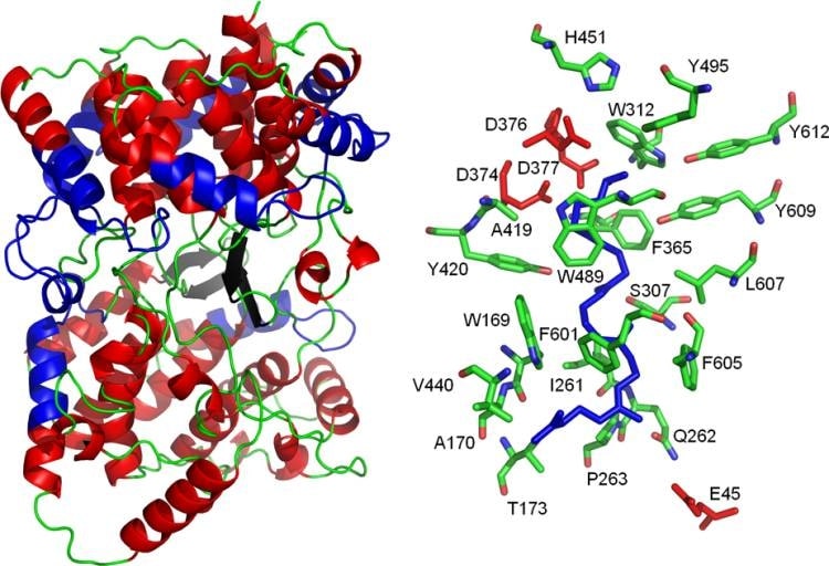 Structure and active site of the A. acidocaldarius SHC.