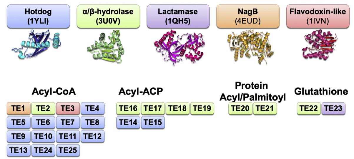 Structure and active site of the A. acidocaldarius SHC.