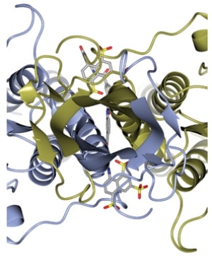 Ribbon diagram of VSGsur (one monomer blue and the other gold) looking down the two-fold axis of symmrtry for the dimer.