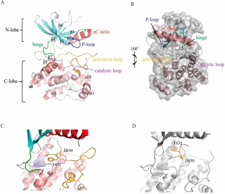 Structure of the FGFR kinase domain.