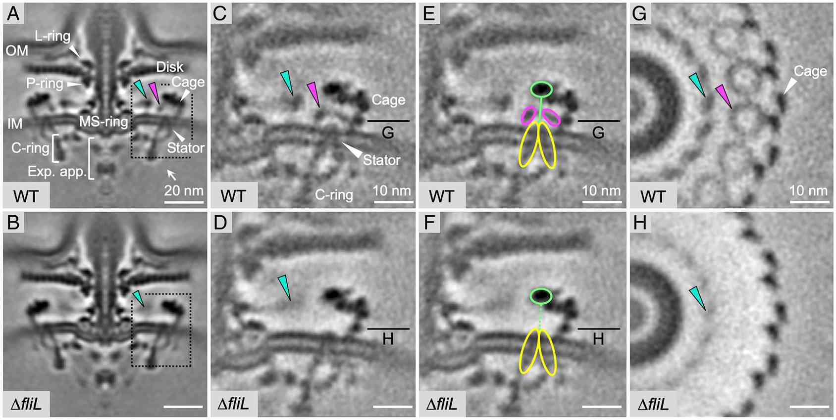 Structures of intact H. pylori flagellar motor in WT and fliL mutant cells.