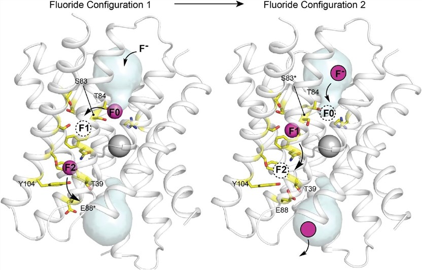 Multi-ion permeation mechanism for Fluc-Bpe.