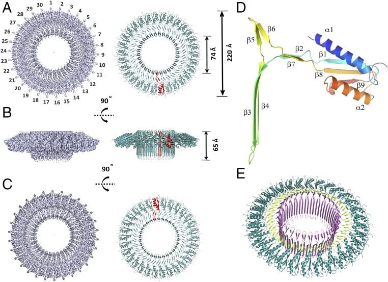 Cryo-EM structure of SpoIIIAG55-end.