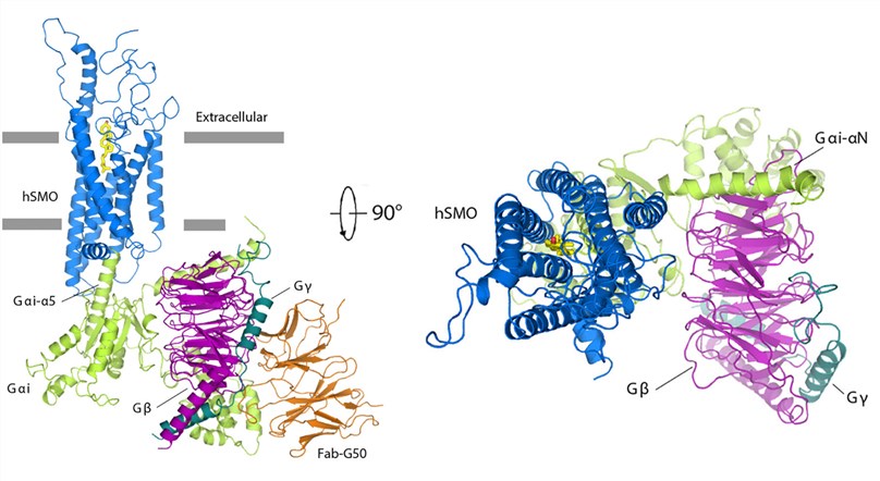 Structure of hSMO-Gi-Fab complex.