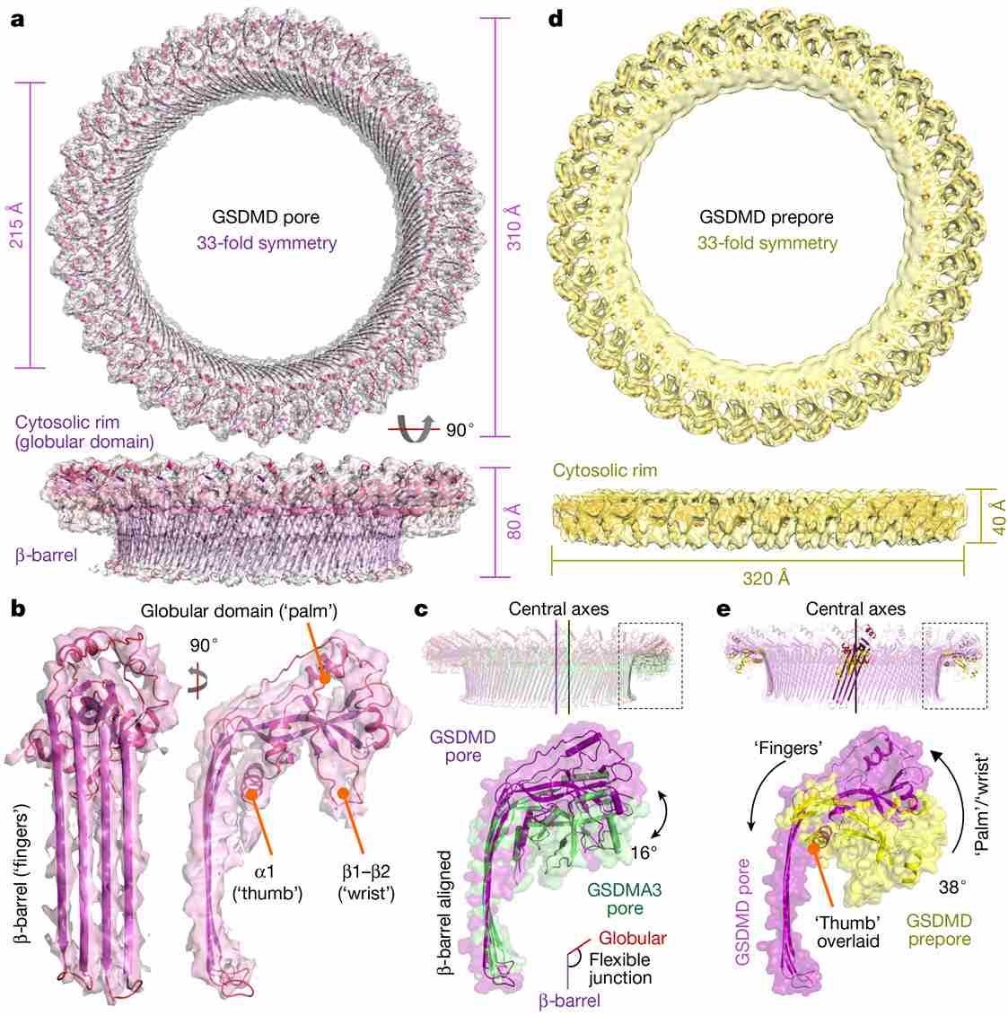 GSDMD architecture and conformational changes.