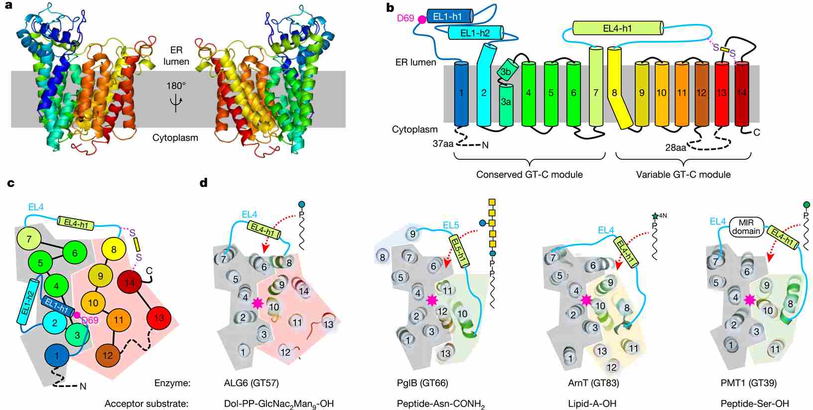 ALG6 structure and GT-C architecture.