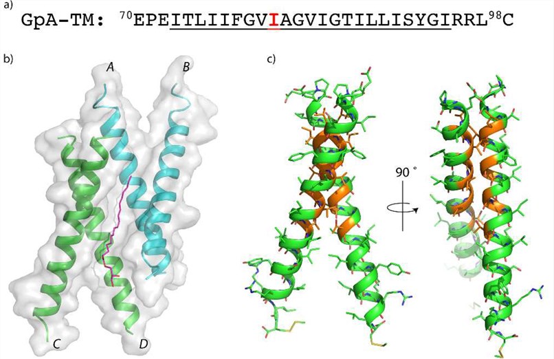 Structure of a Glycophorin A TM peptide crystallized in a monoolein lipidic cubic phase.