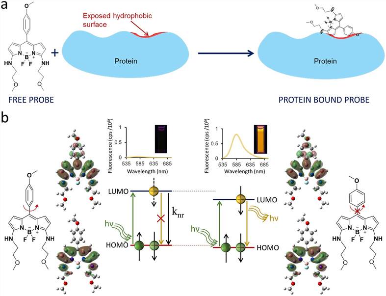 Plausible model for increase in fluorescence of HPsensors.