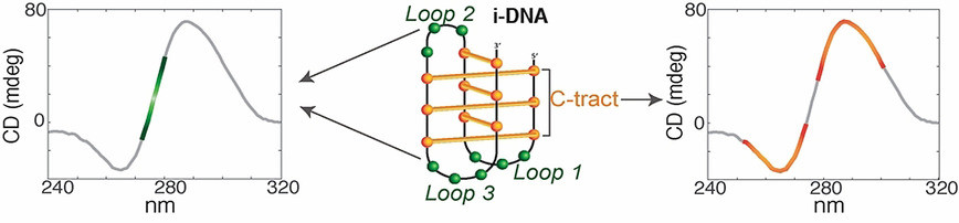 TDS and CD spectra reveal structural signatures unique to i-DNA for potential anticancer targeting.