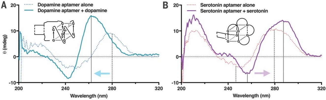 CD spectra show dopamine and serotonin aptamers form parallel and antiparallel G-quadruplexes upon binding.