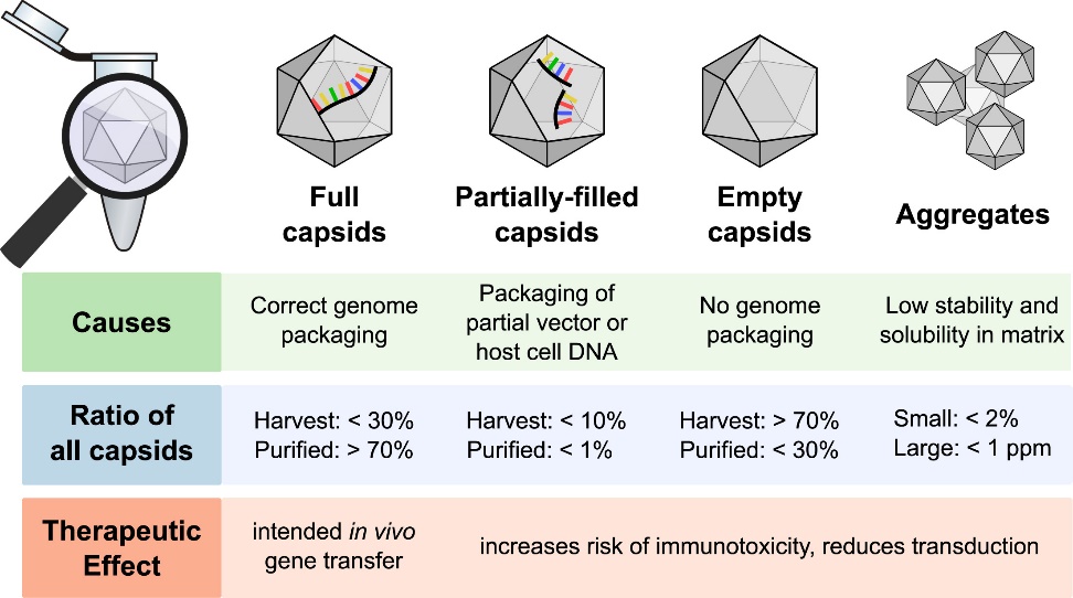 Cryo-EM in AAV Vector Characterization