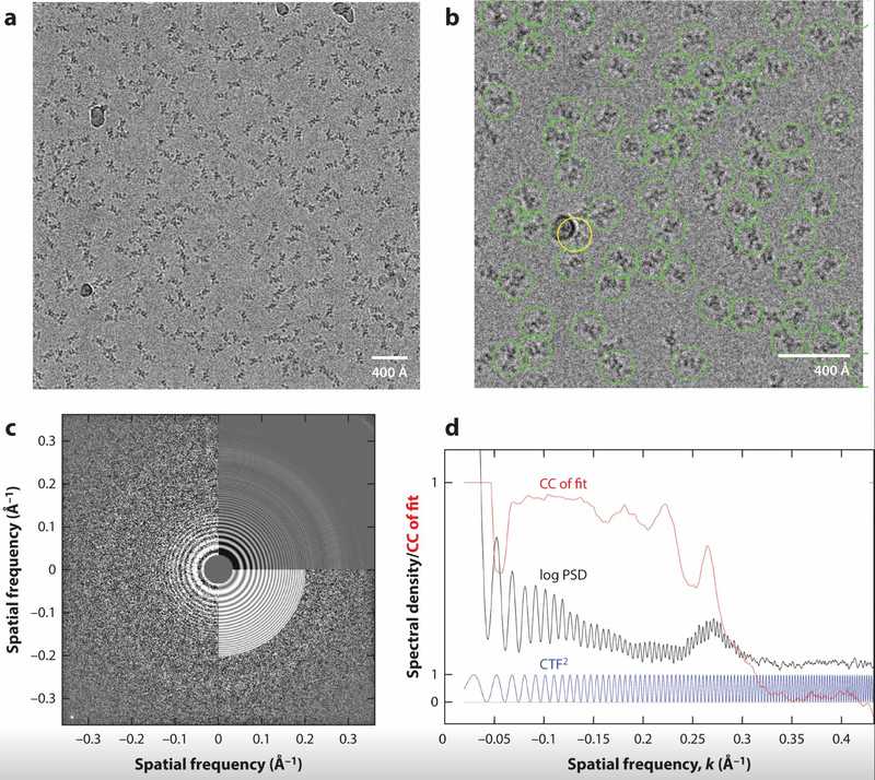 Data Processing in Cryo-EM Single Particle Analysis