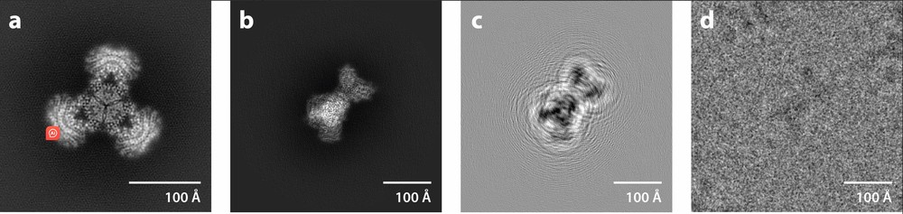 Cryo-EM projections of PaaZ enzyme showing defocus contrast, filtered image, and corresponding particle image with delocalized information.