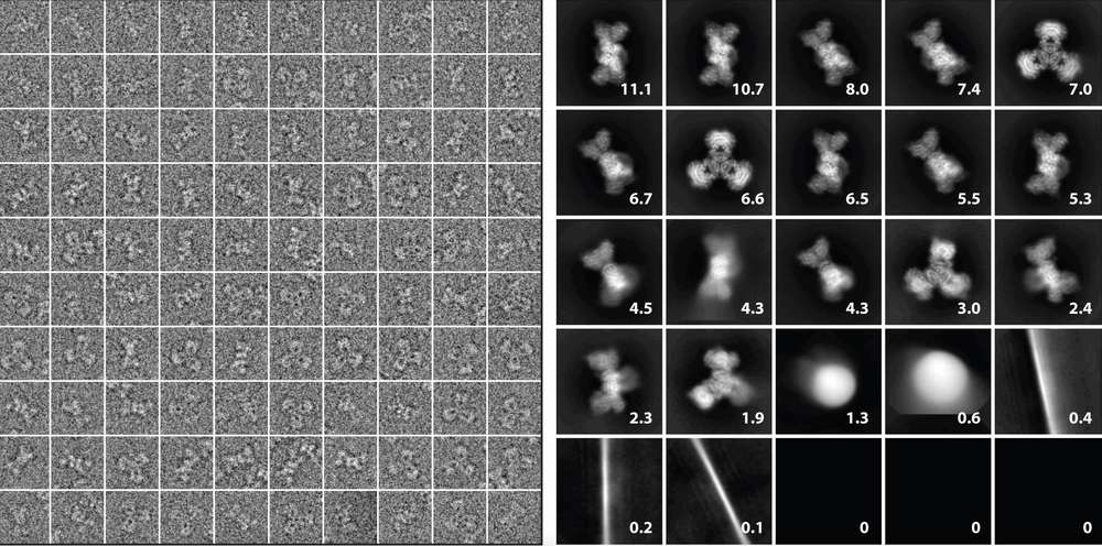 Particle images from micrographs and 2D class averages of 118,000 particles, showing contribution percentages and artifact class details.