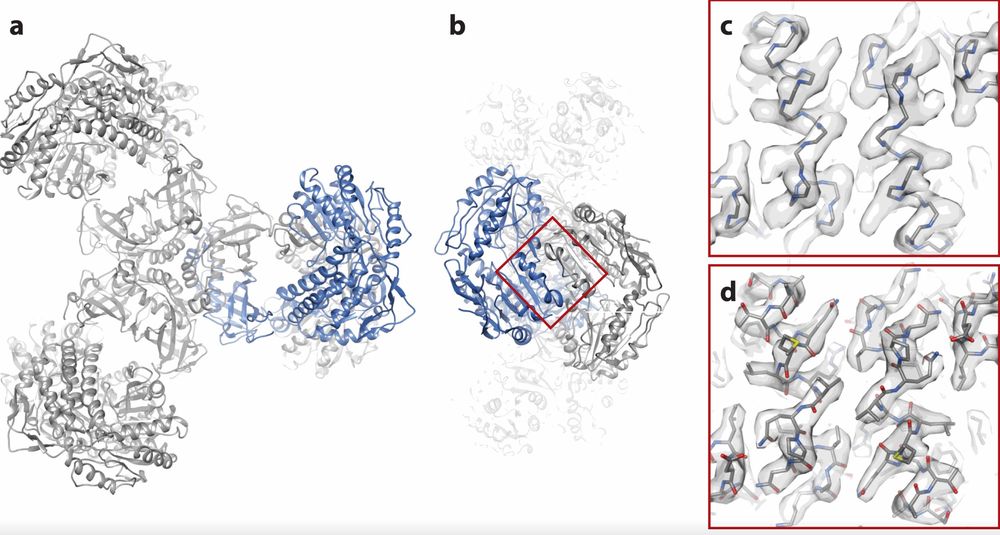 Atomic model fit to the PaaZ reconstruction, showing the model's helices, map comparison, and backbone superposition at 2.9 Å resolution.