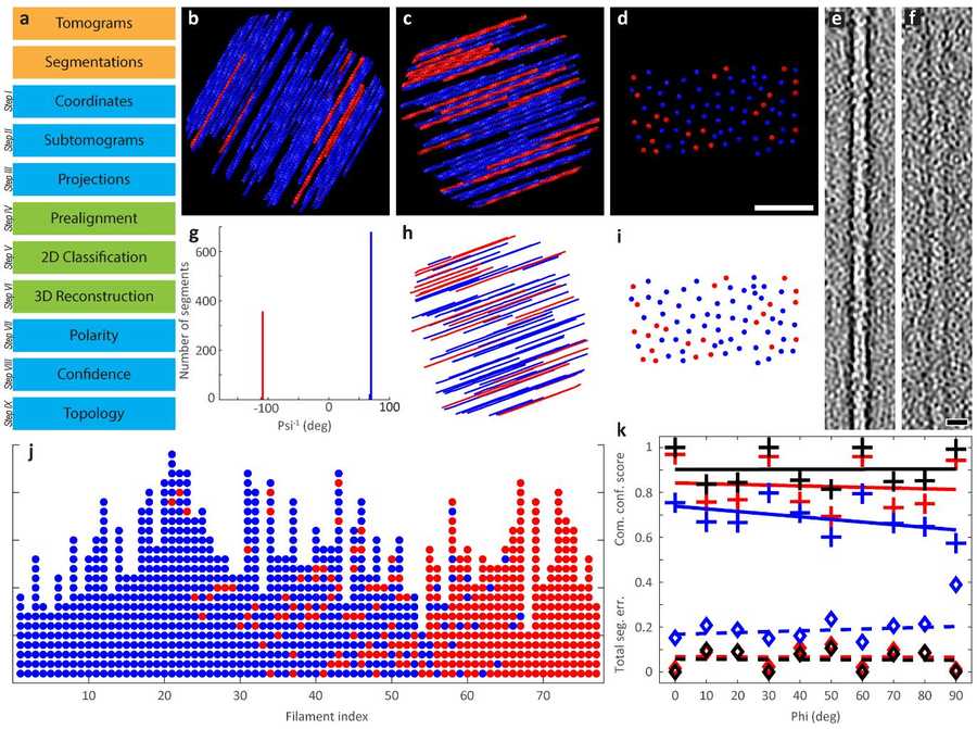 Actin bundle polarity determination workflow, modeled bundles, and impact of SNR on visualization.