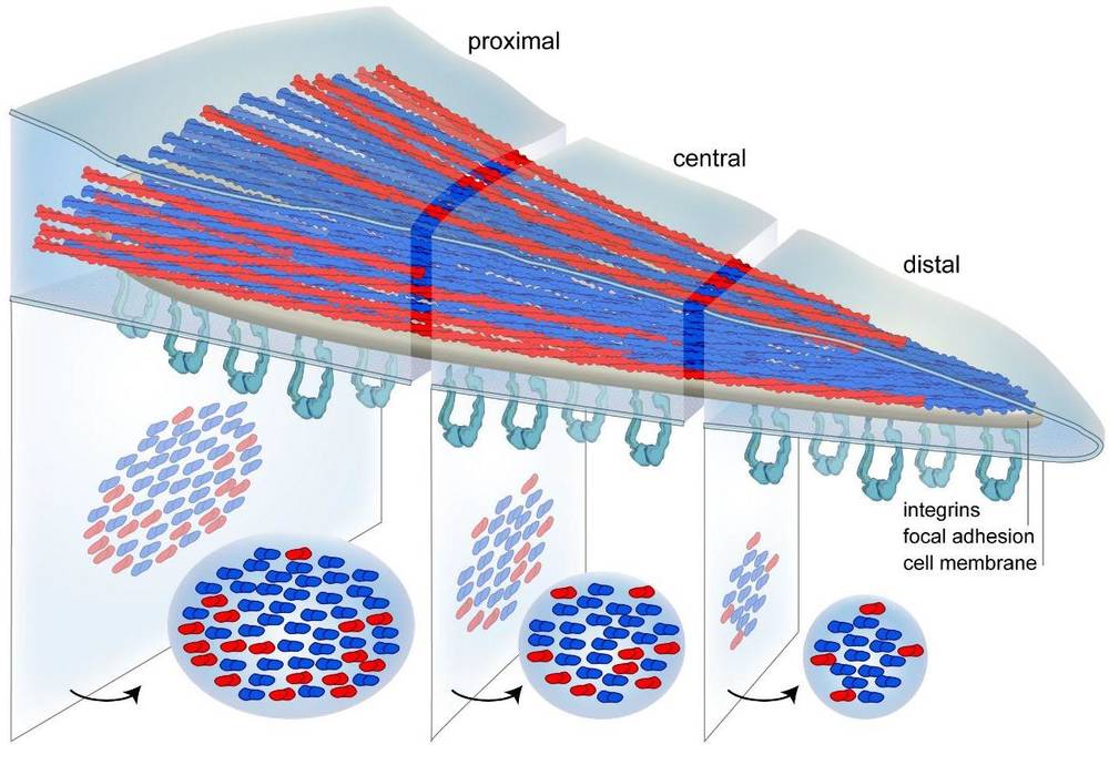 Model of actin filament polarity transition in focal adhesions from mixed to uniform distribution.