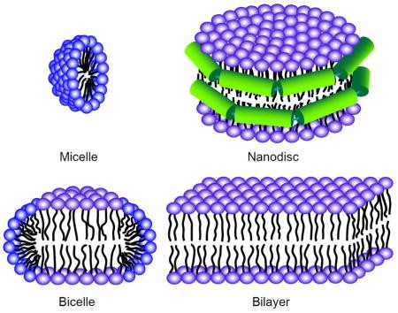 Sample preparation for solution and solid-state NMR of membrane proteins