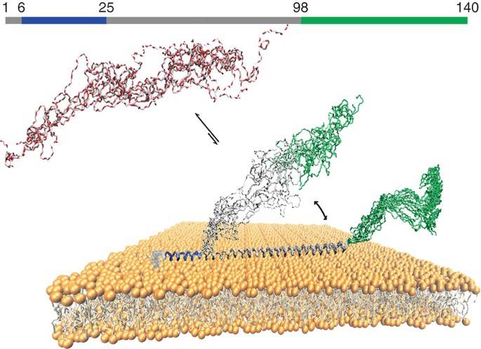 Illustration of the three different regions of αS bound to lipid bilayers