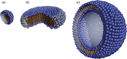 Cartoon model of three membrane mimetic media. (a) A detergent micelle, (b) a two-component bicelle and (c) a lipid vesicle