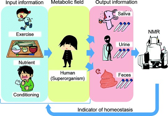 Conceptual figure to elucidate metabonomics as an indicator of homeostatic response in the human superorganism from input to output information analyzed by NMR