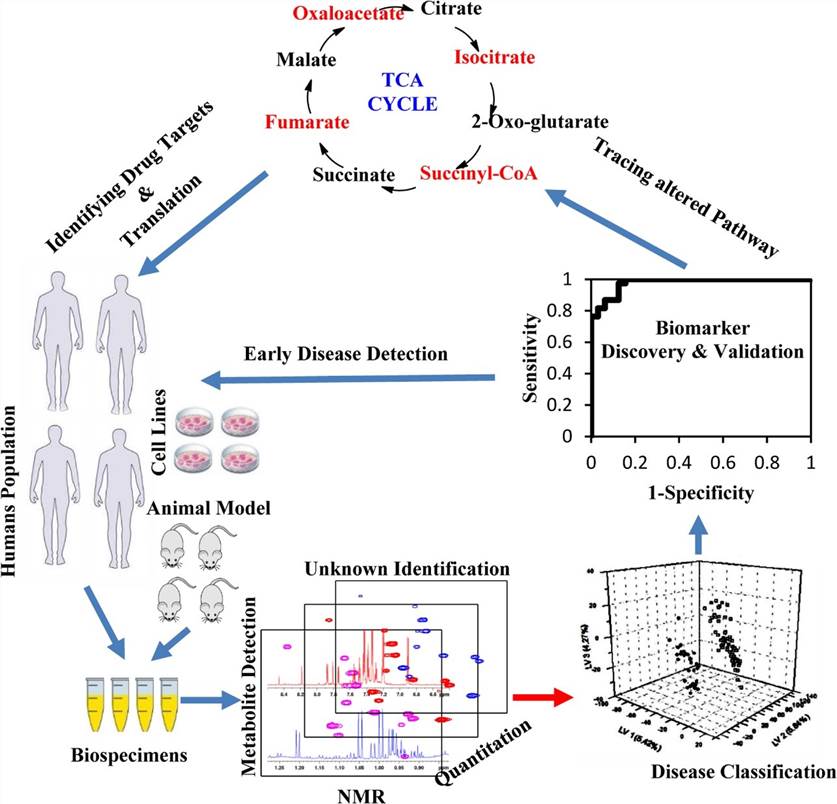 Schematic diagram describing the workflow of NMR-based metabolomics