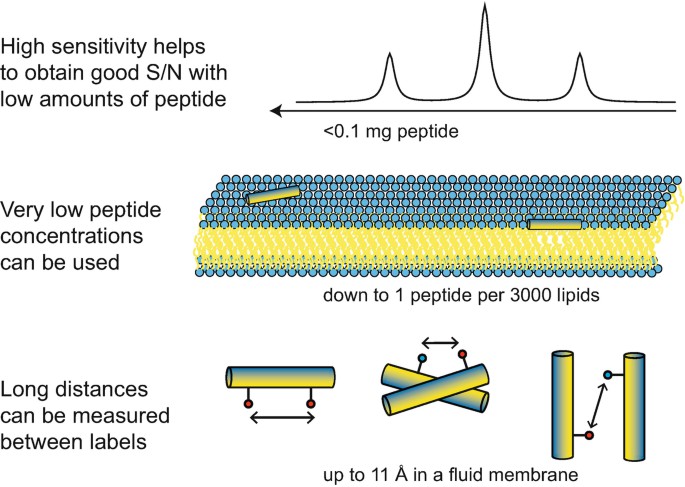 Illustration of the main advantages of solid-state 19<sup>F</sup>-NMR for studying peptides in membranes