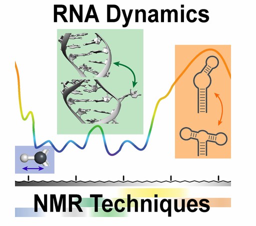 Analysis of RNA structure and dynamics