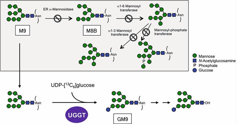 Schematic of protocols for producing 13C-labeled high-mannose-type oligosaccharides