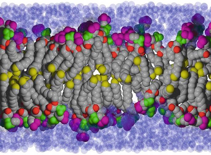 Nanostructure of a lipid bilayer in the fluid, liquid-crystalline