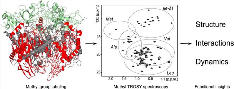 Methyl TROSY spectroscopy: A versatile NMR approach to study challenging biological systems