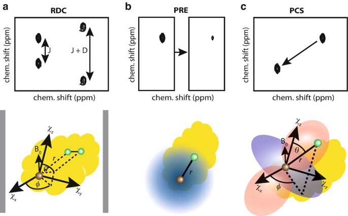 chematic representation of RDC, PRE, and PCS experiments