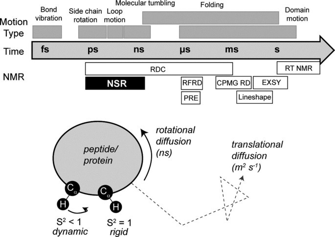 Dynamics and NMR