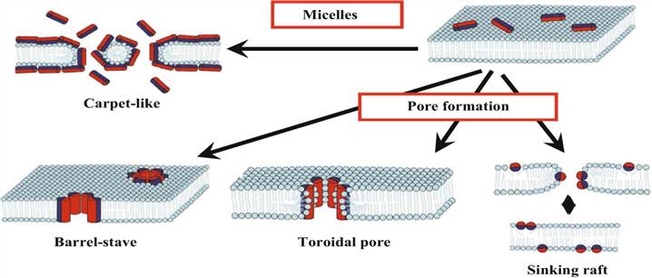 The main mechanism of bactericidal activity of cationic antimicrobial peptides.