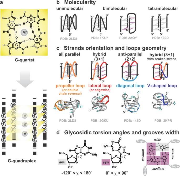 G-quadruplex (G4) structure and polymorphism.